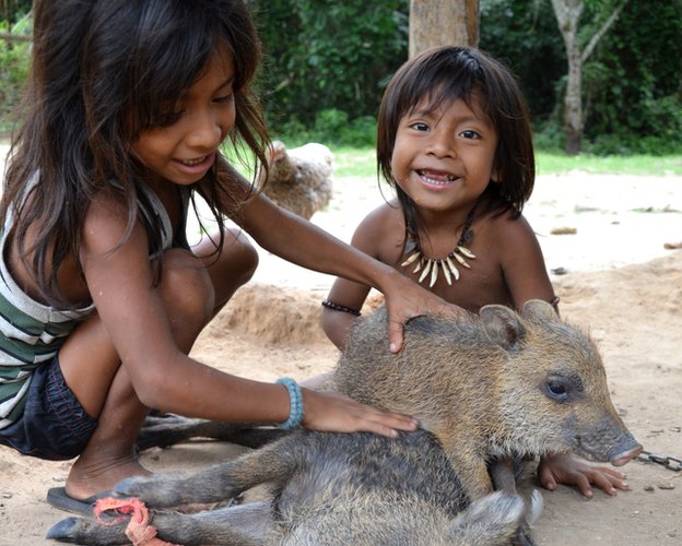 A Hawaiian scene of a child with a pet pig in a lush village, surrounded by taro fields and palm trees.