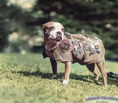 A black-and-white photo recreation of Sergeant Stubby in a WWI trench, wearing a tiny military vest, with soldiers in the background.
