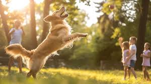A lively park scene with a golden retriever chasing a ball, under a bright blue sky.