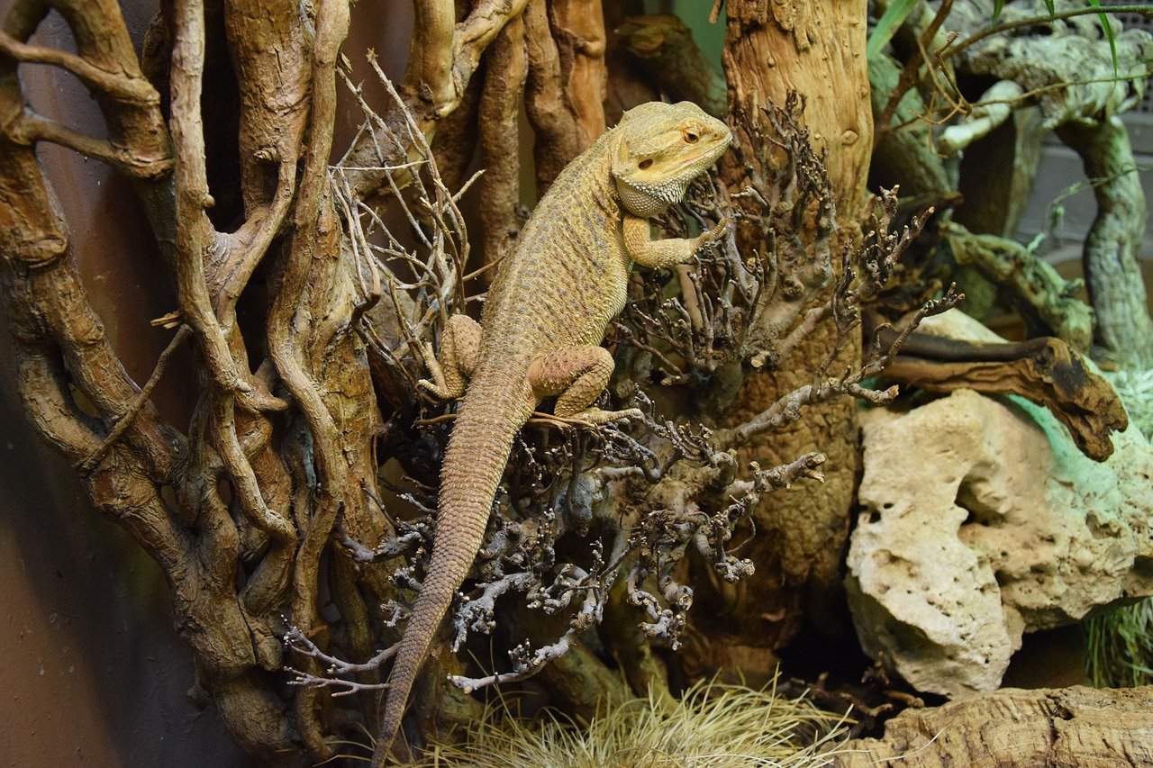 A close-up of a colorful bearded dragon on a branch, in a cozy terrarium with desert plants and warm lighting.
