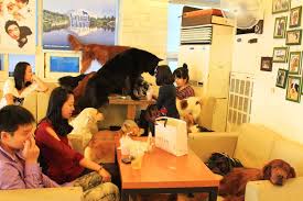 A cozy dog cafe in Seoul, with people petting fluffy dogs at wooden tables, decorated with pastel decor and flower arrangements.
