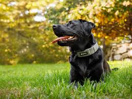 A modern scene of a person with a smartwatch tracking a dog’s GPS collar, next to a laptop showing a virtual pet game.