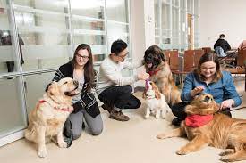 A therapy dog comforting a person in a cozy therapy room, with soft lighting and calming decor.